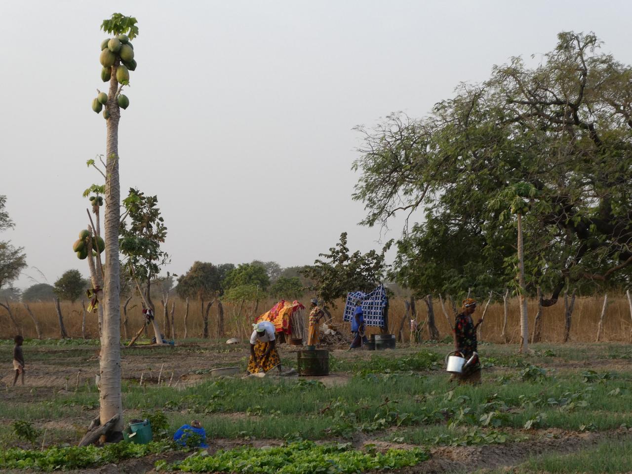 Le jardin des maraîchères 